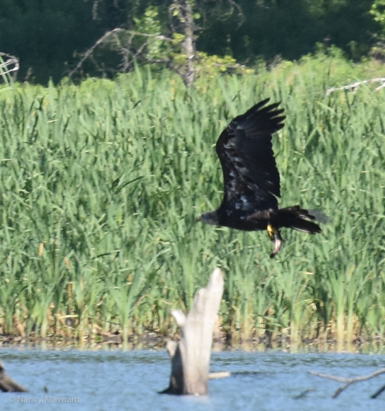 Immature eagle with fish -- 6/25