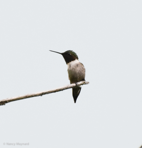 Ruby throated hummingbird