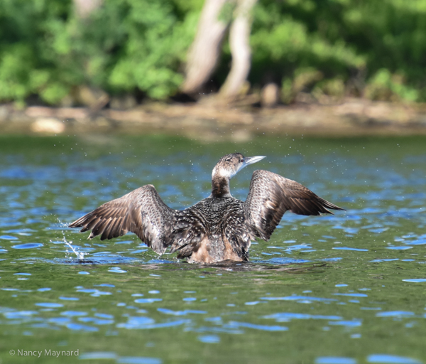 young loon spreading its wings