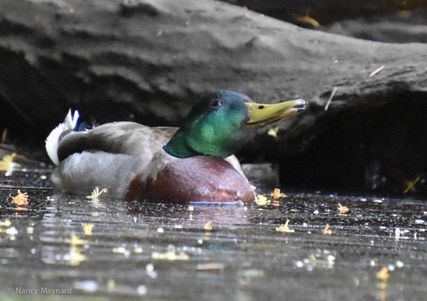 Mallard