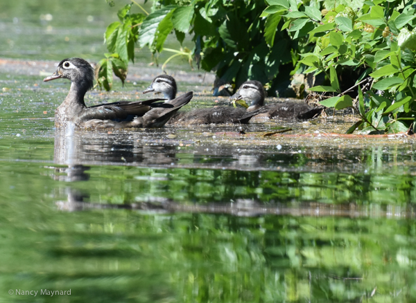 Mama wood duck and ducklings --6/18