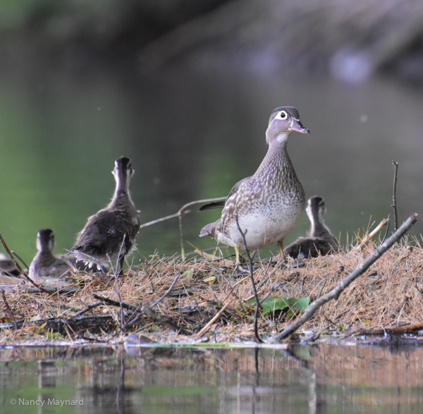 Mama wood duck guarding her ducklings