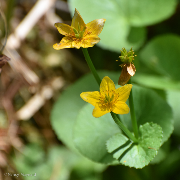 Marsh marigold, May 27 