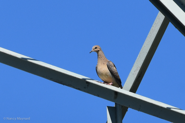 Mourning dove --6/18