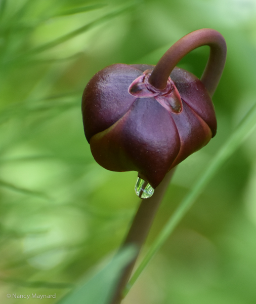 Pitcher plant flower