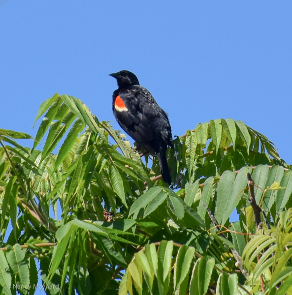 Red winged blackbird male  --6/18