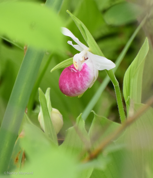 Showy lady's slipper 