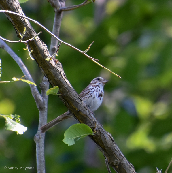 Song Sparrow 6/25