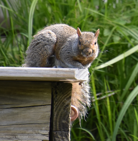 squirrel on a dock