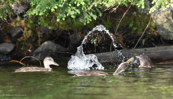 Mallard adolescents playing.