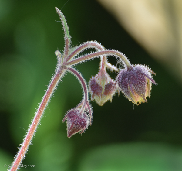 Water avens