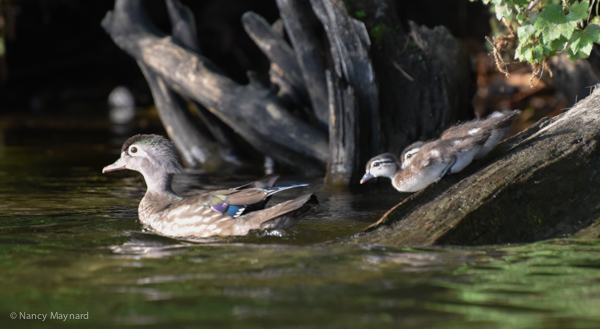 Wood ducklings with mama