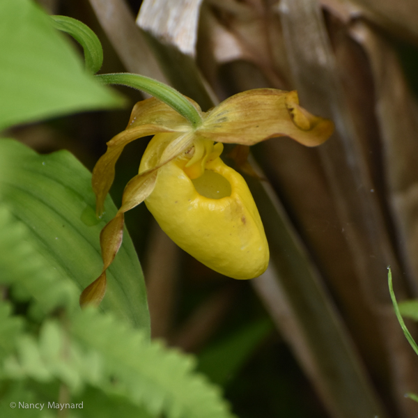 Yellow lady's slipper