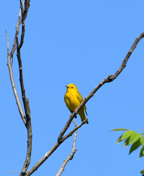 Yellow warbler --6/18