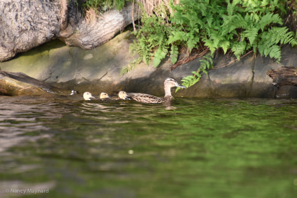 Young mallard duckings with mom