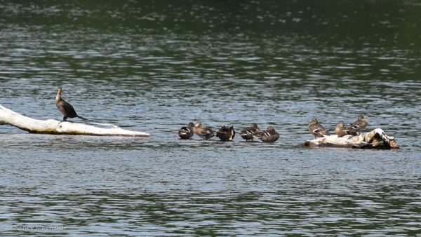 Cormorant and ducks on a log