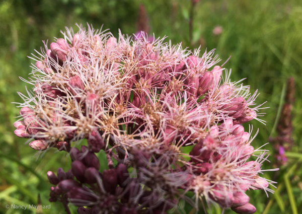 Joe Pye weed --Ompomanoosuc 