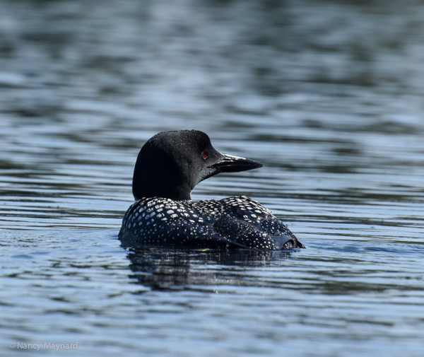 Adult loon