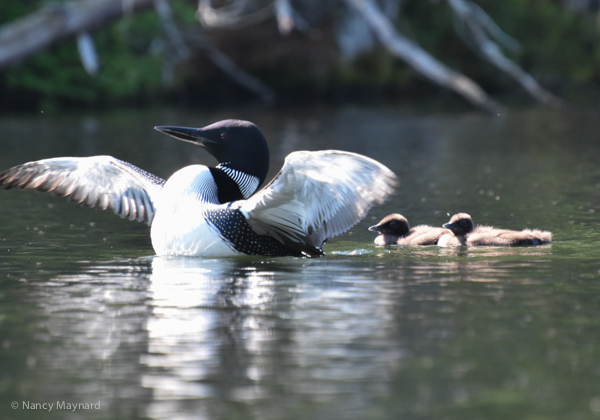 Adult stretching after diving