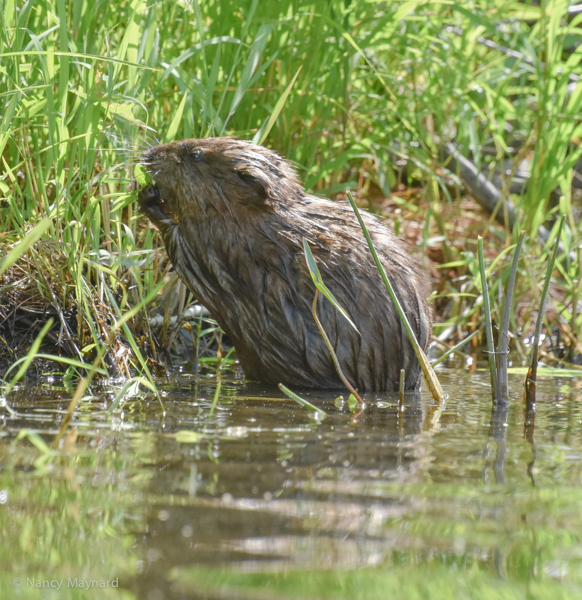 Beaver  --North Hartland Lake