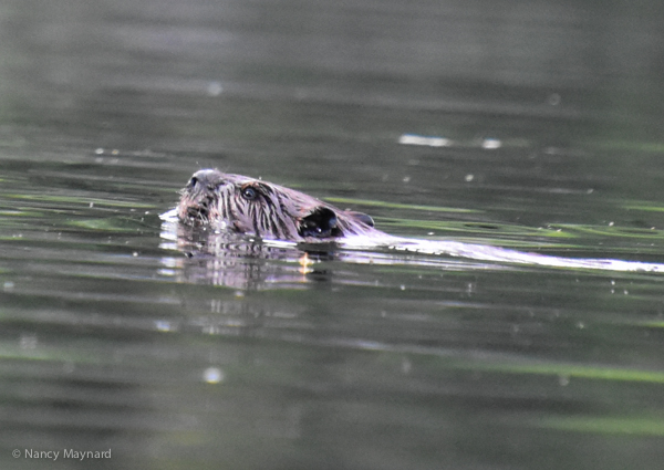 Beaver 