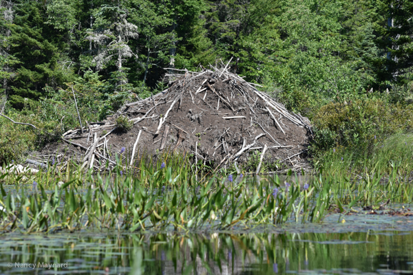 Tall beaver house