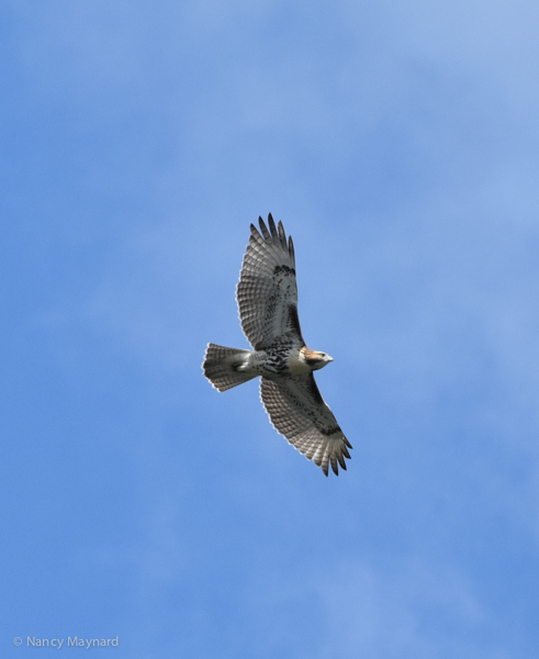 Immature broad winged hawk -- North Hartland Lake