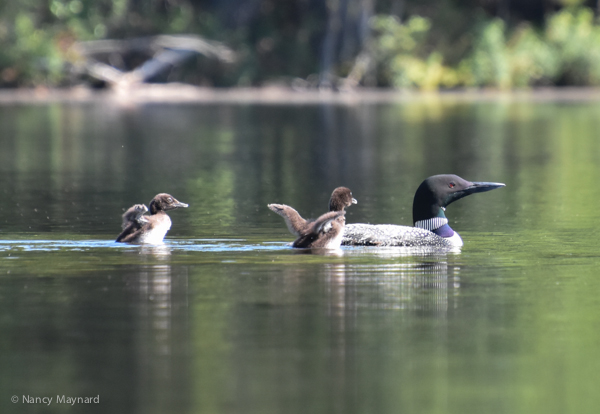 Loon chicks stretching with parent
