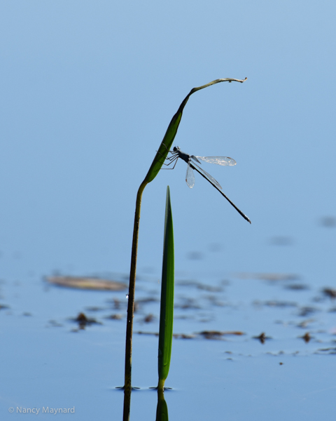 Damselfly