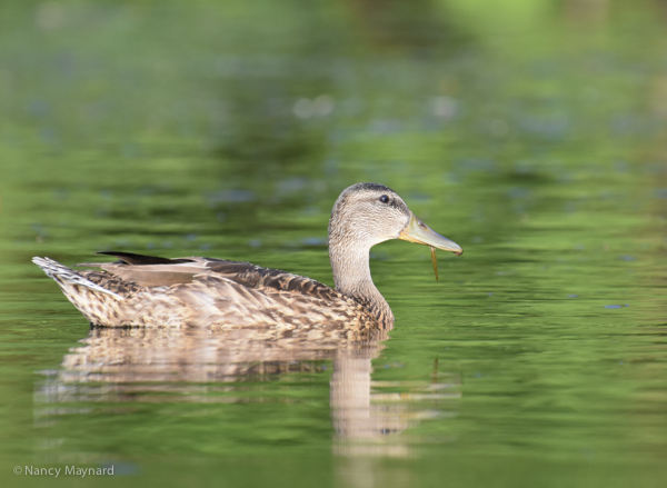 Mallard