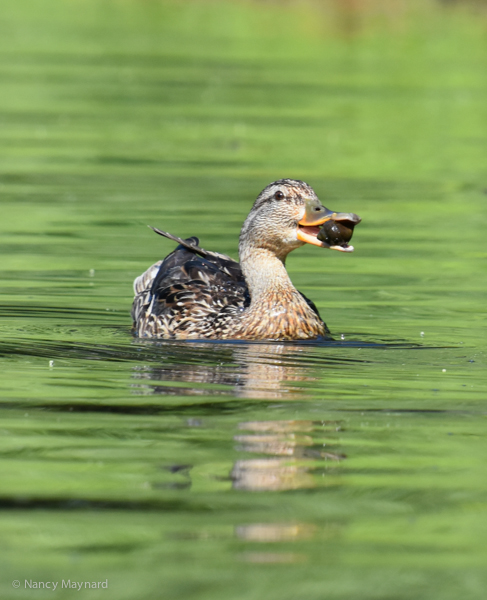 Mallard eating a snail -- North Hartland Lake