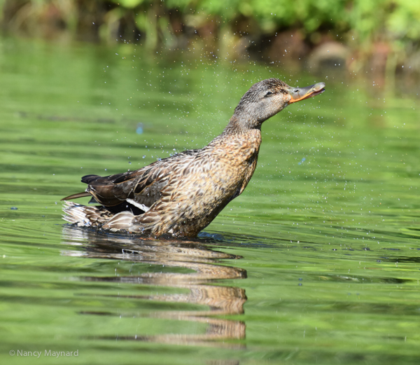 Mallard swallowing snail, final stretch --North Hartland Lake 