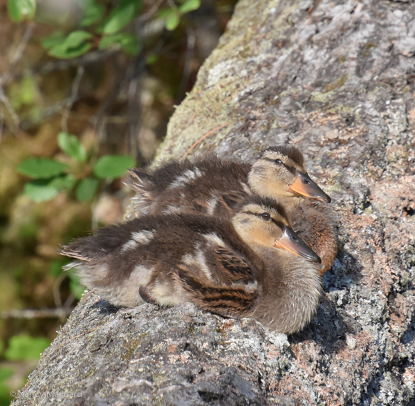 Ducklings on a log.