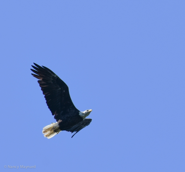 Eagle -- Connecticut River