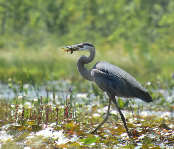 Great blue heron with fish 