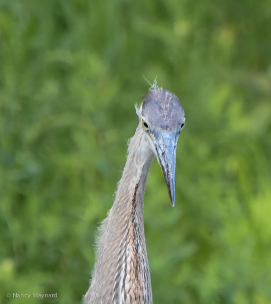 Great blue heron -- North Hartland Lake