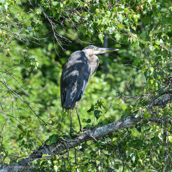 Great blue heron in tree