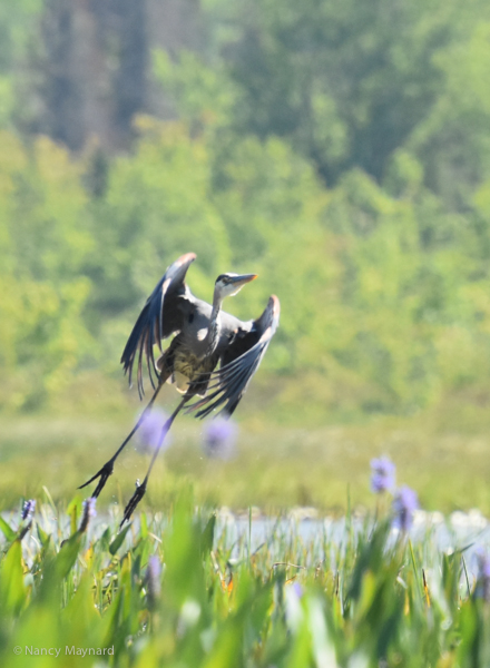 Great blue heron taking off