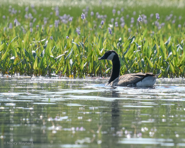 Goose near the pickerel weeds