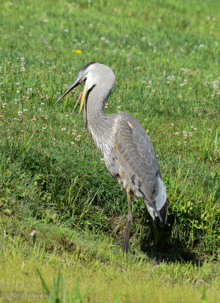 Young great blue heron. We've seen this heron a few times, usually with his tongue hanging out. --North Hartland Lake