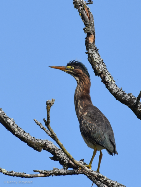 Green heron -- Ompompanoosuc River 