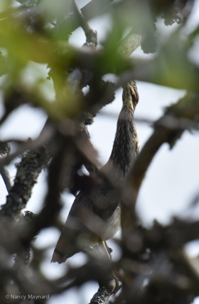 Green heron hiding