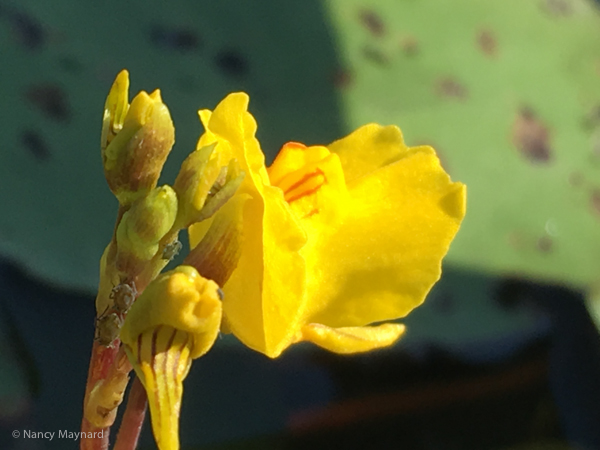 Horned bladderwort