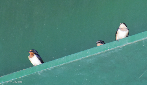 Immature barn swallows under bridge -- Ompompanoosuc