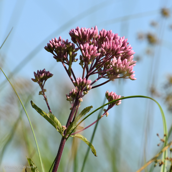 Joe Pye weed