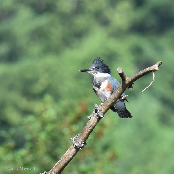 Kingfisher