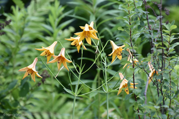 Meadow lilies