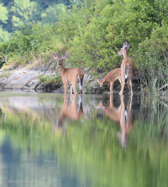 Deer --North Hartland Lake