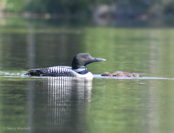 Loon with chick checking out what is below.