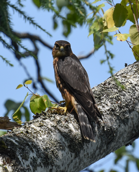 Merlin